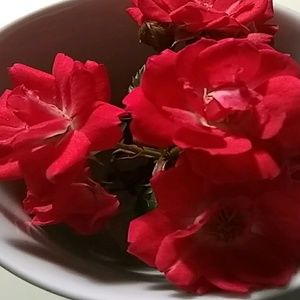 Meet your Posher, Edna